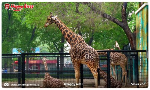 Pontianak - Sinka Zoo