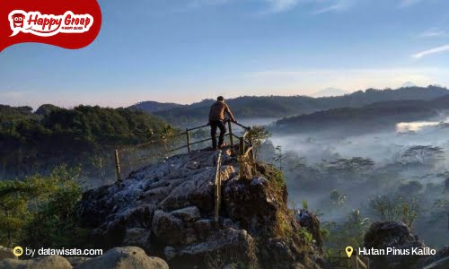 Hutan Pinus Kalilo Udara Sejuk Pemandangan