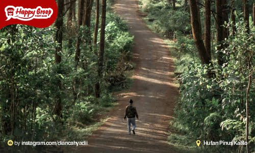 Hutan Pinus Kalilo Ekosistem Alam Terjaga