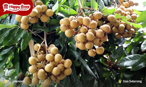 Goa Selarong Buah Kelengkeng
